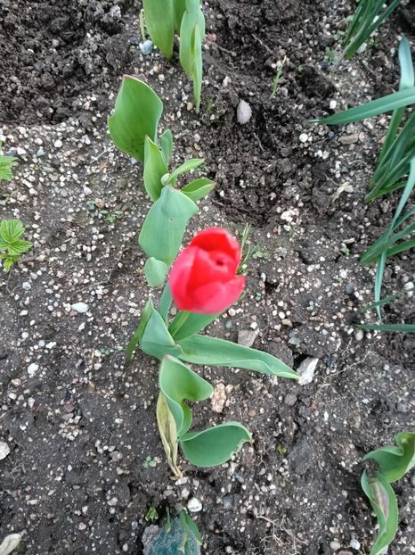 Img.2023.04.11 - A doua grădină