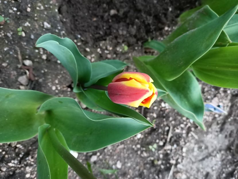 Img.2023.04.11 - A doua grădină