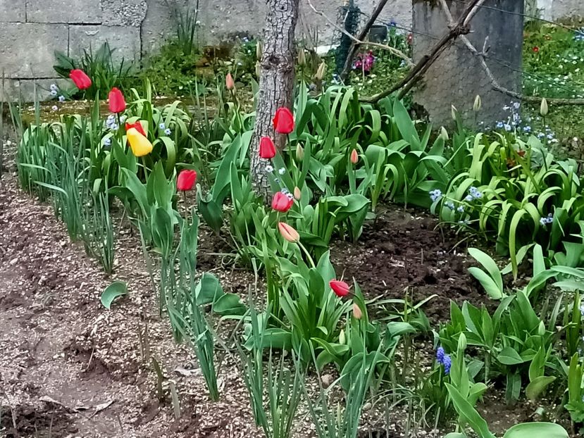 Img.2023.04.11 - A doua grădină