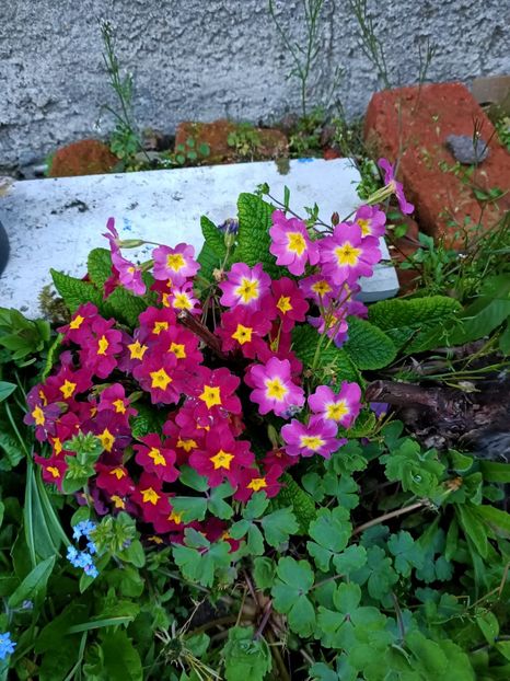 Img.2023.04.11 - A doua grădină