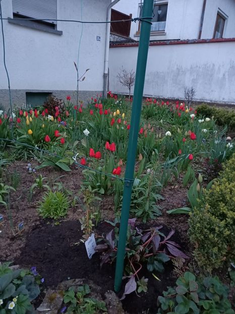 Img.2023.04.11 - A doua grădină