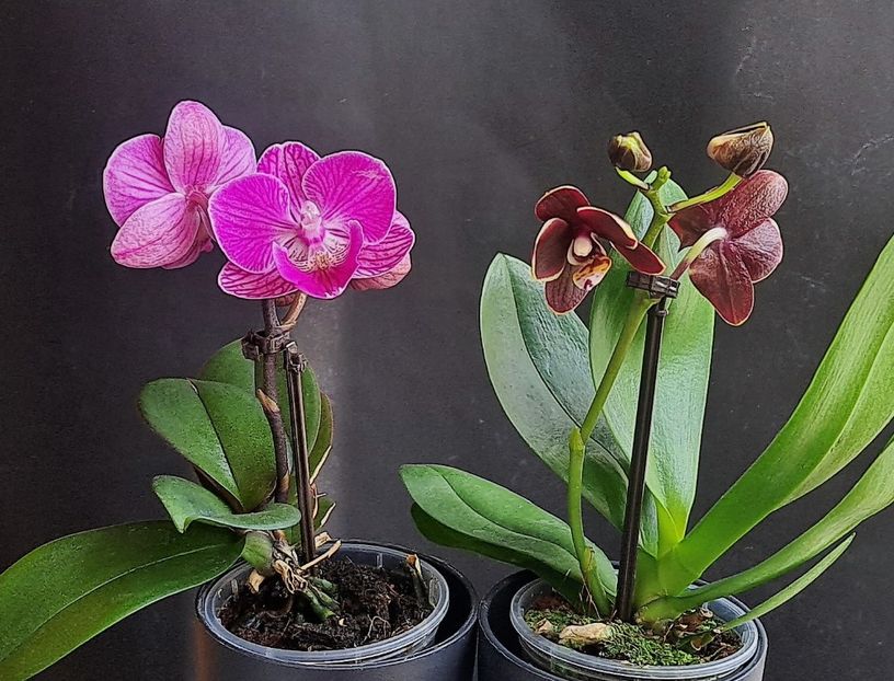 Mini - Phalaenopsis 2