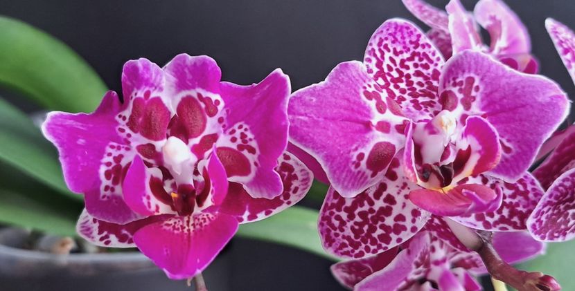 2x  Formosa Cranberry - Phalaenopsis 2