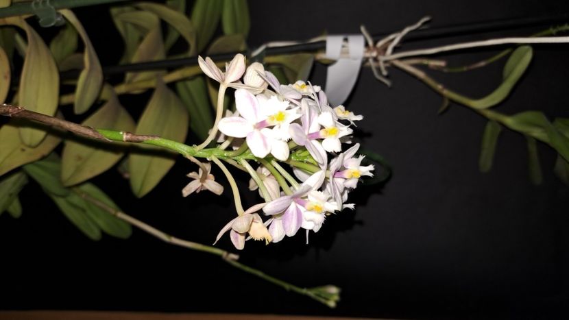  - Epidendrum