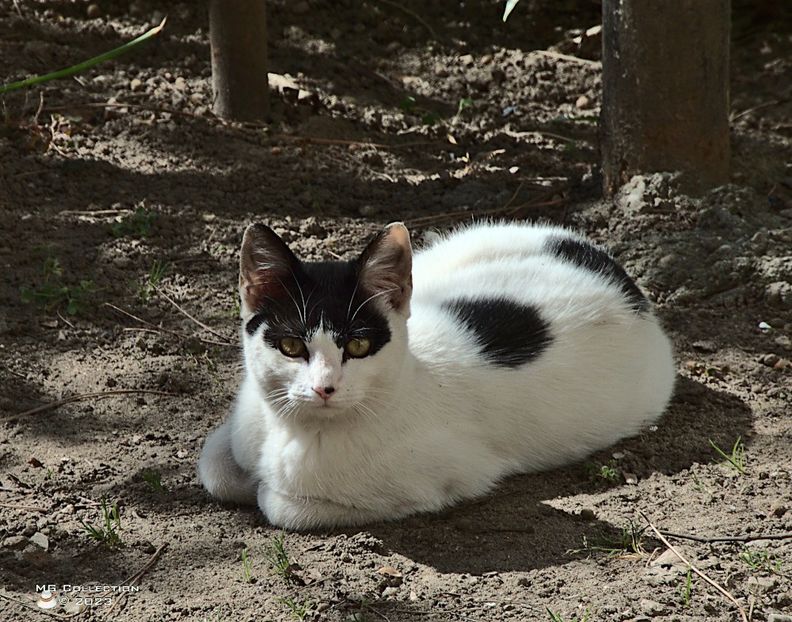 w-23-Cat 4-7523 - --- PISICI si CAINI - CATS AND DOGS