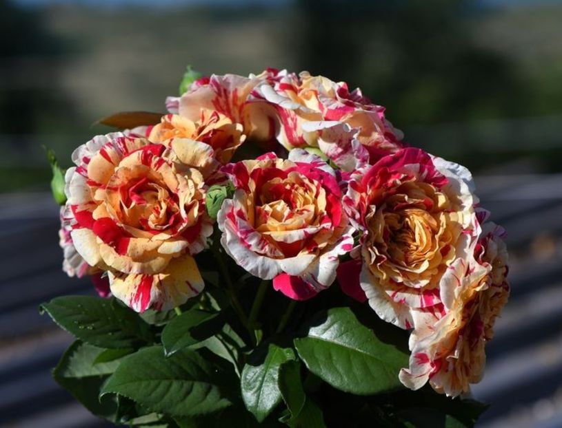 Vanille Fraise (urcator) 70 - Toamna 2025