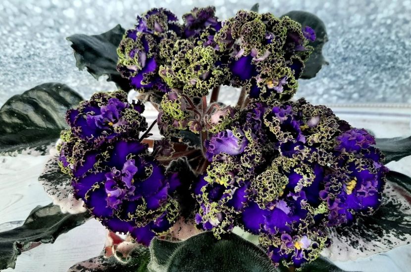 Dn-Синій Оксамит - DORINTE