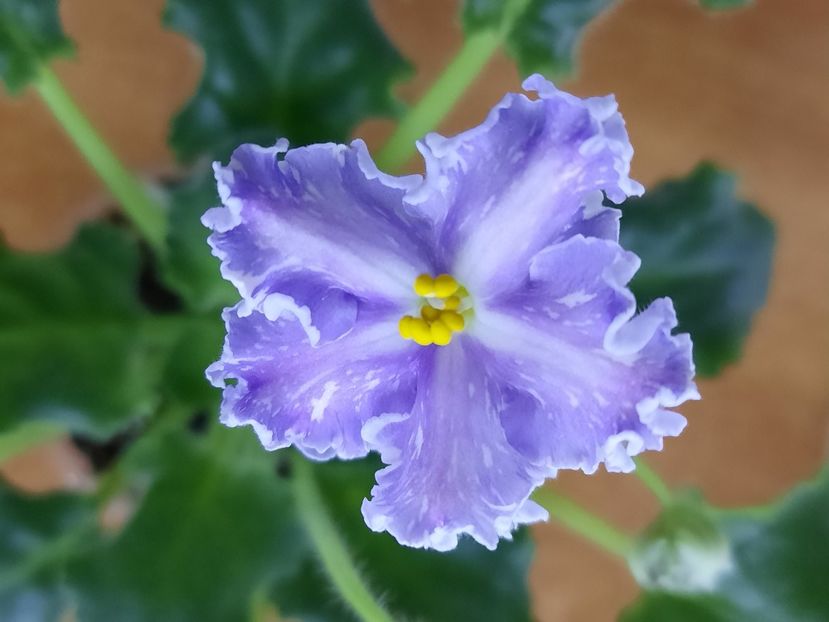  - ZZND-Kristall Swarowsky sport