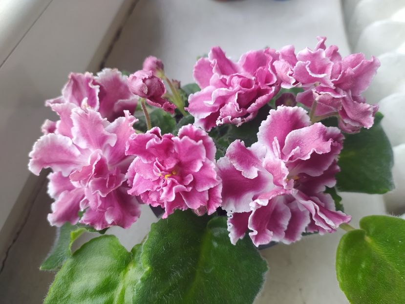 12 aprilie 2023 - RS Bog Solntsa