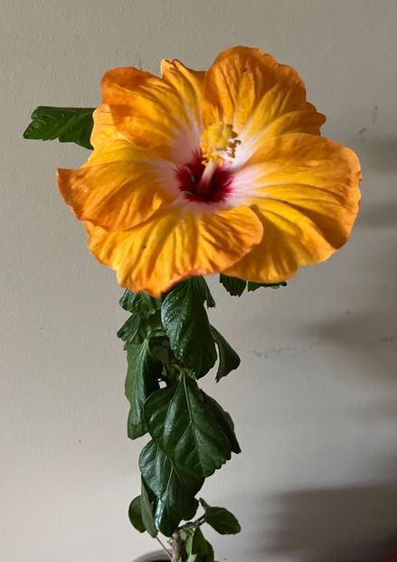 C786FEA0-E1C4-48BA-B7FE-22A1185E1396 - Hibiscus