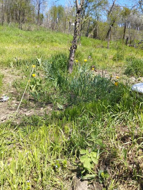  - Gradina 2023