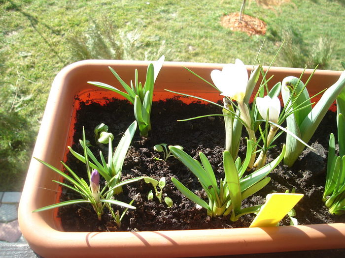 DSC07243 - Primavara 2010