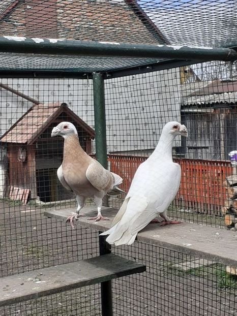 PERECHEA 18.-FEMELA VANDUTA. - 08-VOIAJORI STIL VECHI 2023