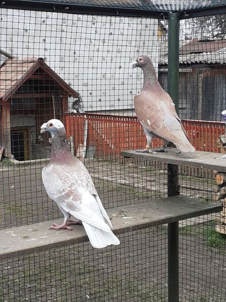  - 08-VOIAJORI STIL VECHI 2023