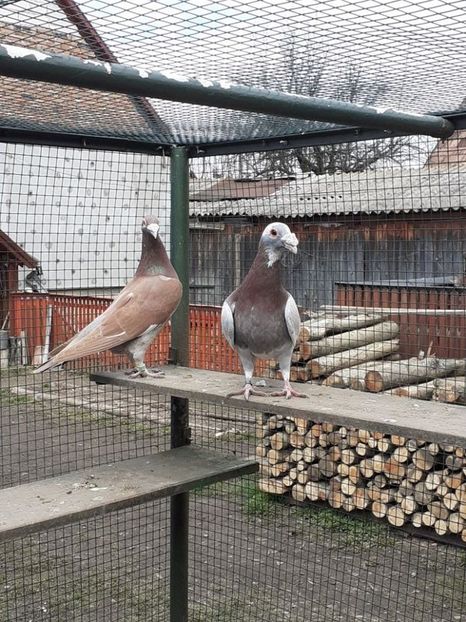  - 08-VOIAJORI STIL VECHI 2023