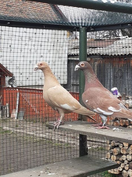 PERECHEA 14.-MASCUL VANDUT. - 08-VOIAJORI STIL VECHI 2023