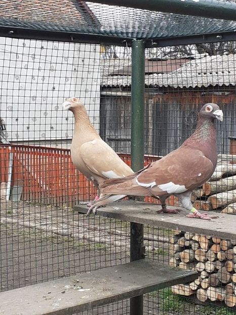  - 08-VOIAJORI STIL VECHI 2023