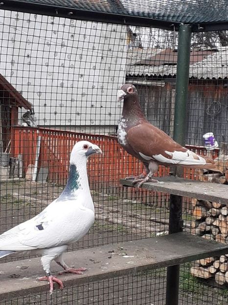  - 08-VOIAJORI STIL VECHI 2023