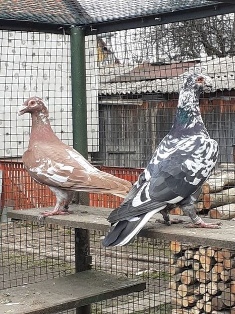  - 08-VOIAJORI STIL VECHI 2023