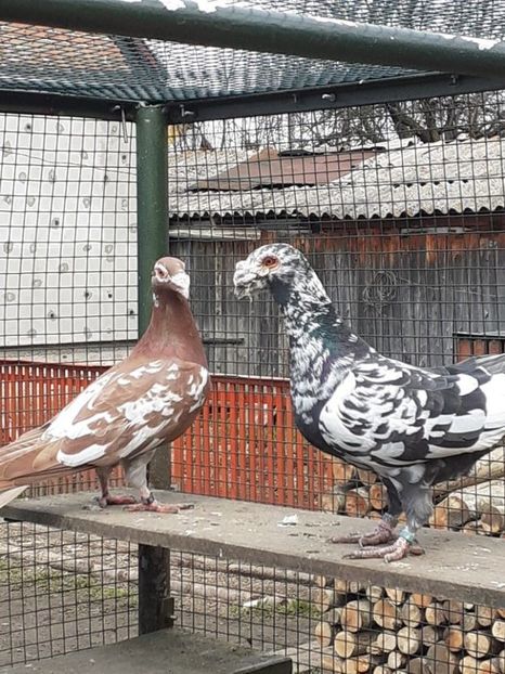  - 08-VOIAJORI STIL VECHI 2023