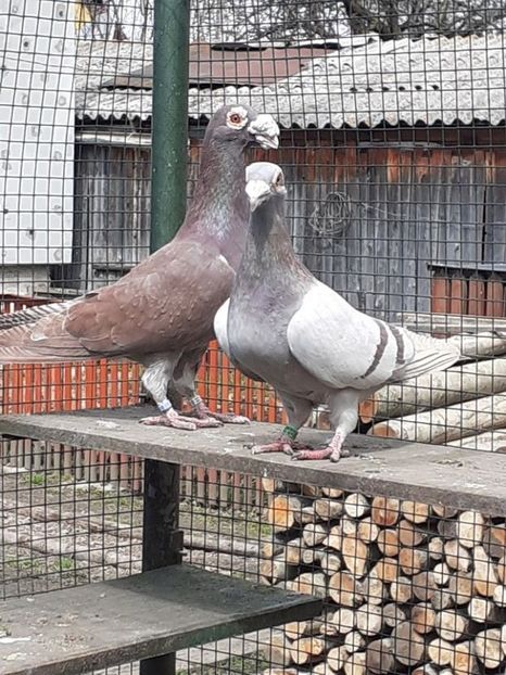 PERECHEA 8.-VANDUTI. - 08-VOIAJORI STIL VECHI 2023