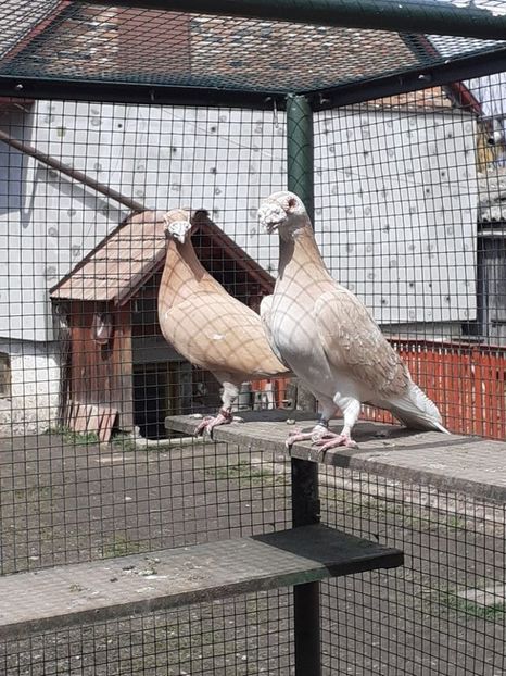 PERECHEA 7. - 08-VOIAJORI STIL VECHI 2023