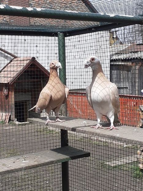  - 08-VOIAJORI STIL VECHI 2023