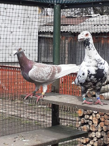 PERECHEA 4. - 08-VOIAJORI STIL VECHI 2023