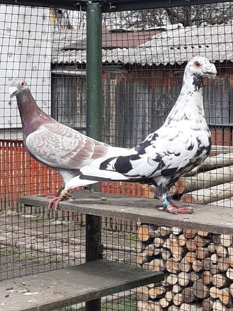  - 08-VOIAJORI STIL VECHI 2023