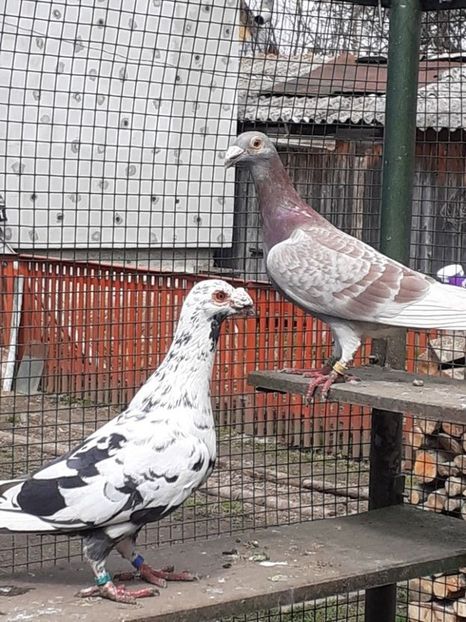  - 08-VOIAJORI STIL VECHI 2023