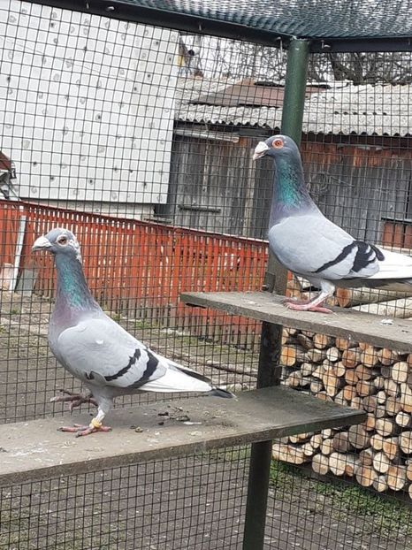 PERECHEA 2.-VANDUTI. - 08-VOIAJORI STIL VECHI 2023