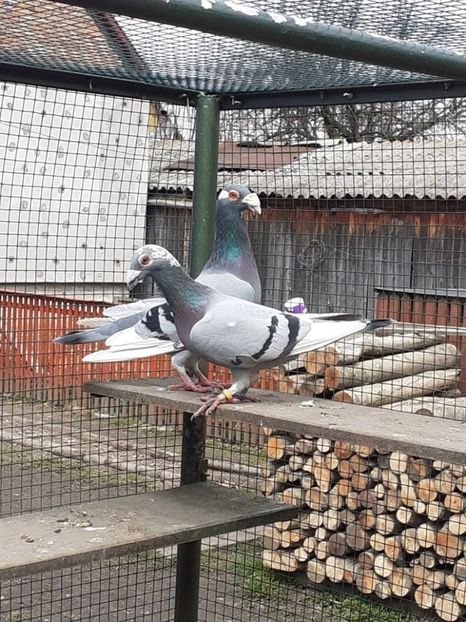  - 08-VOIAJORI STIL VECHI 2023