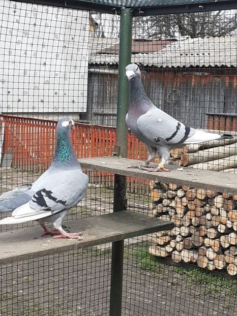  - 08-VOIAJORI STIL VECHI 2023