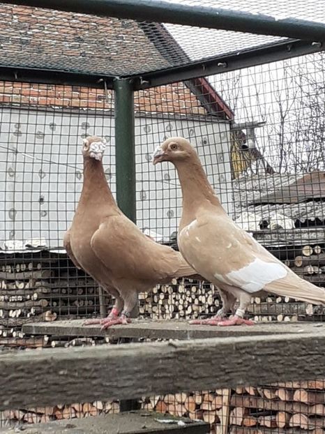 PERECHEA 3.-FEMELA VANDUTA. - 08-VOIAJORI STIL VECHI 2023