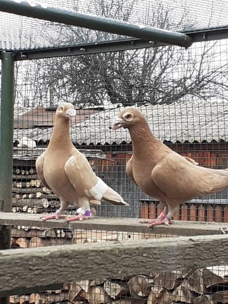  - 08-VOIAJORI STIL VECHI 2023