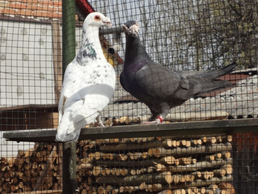 PERECHEA 1.-VANDUTI. - 08-VOIAJORI STIL VECHI 2023