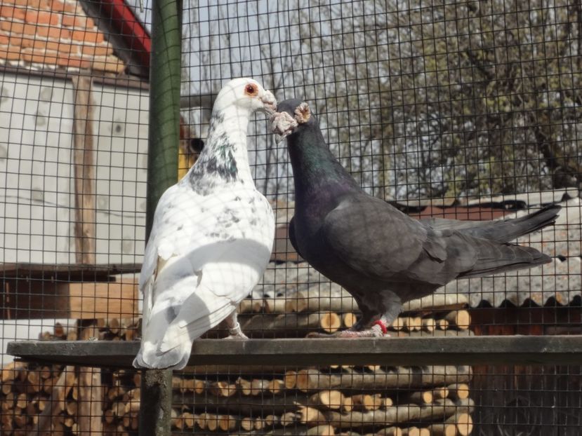  - 08-VOIAJORI STIL VECHI 2023