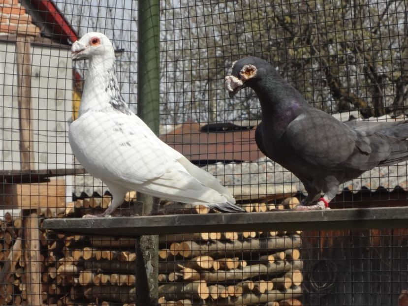  - 08-VOIAJORI STIL VECHI 2023