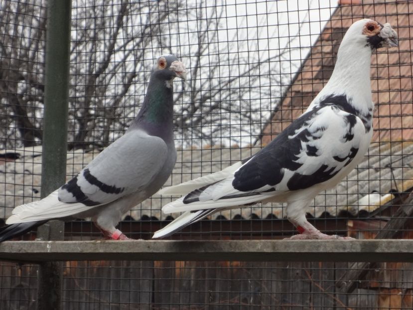  - 08-VOIAJORI STIL VECHI 2023