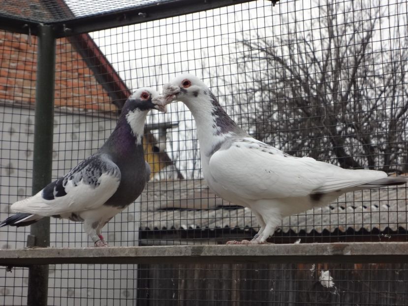  - 08-VOIAJORI STIL VECHI 2023