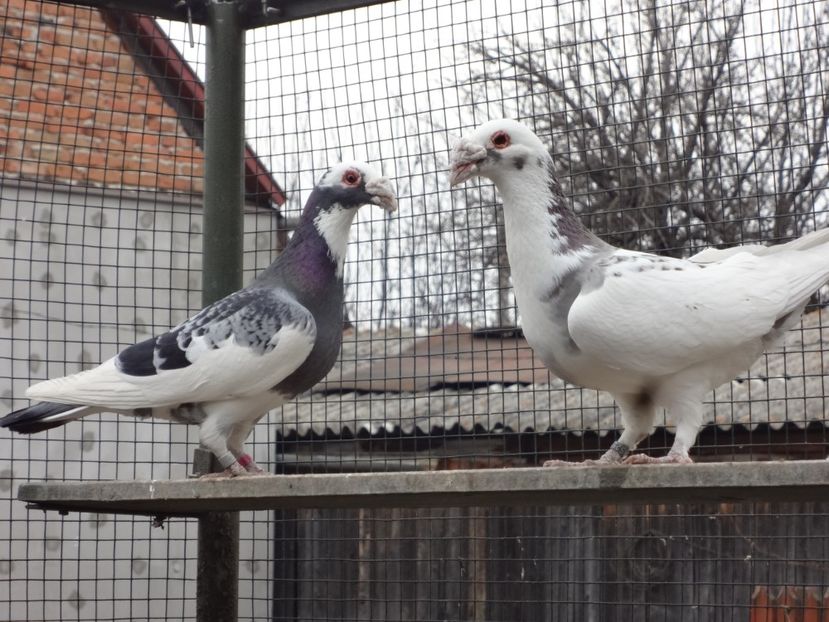  - 08-VOIAJORI STIL VECHI 2023