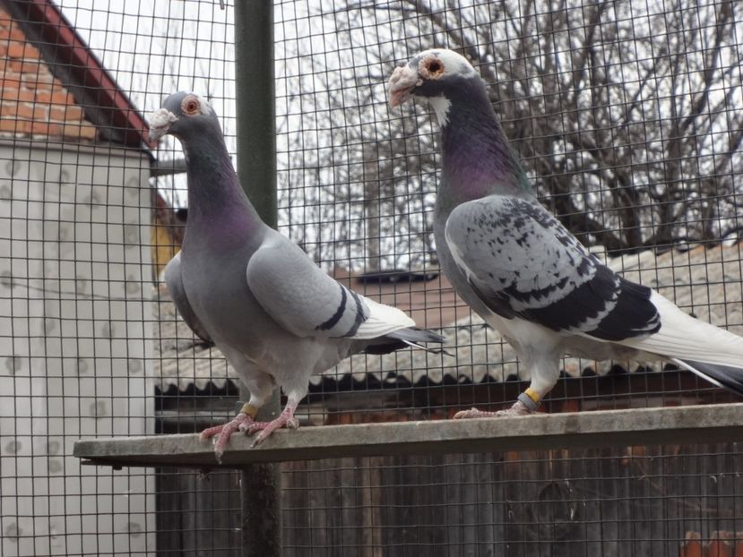 PERECHEA 10.-VANDUTI. - 08-VOIAJORI STIL VECHI 2023