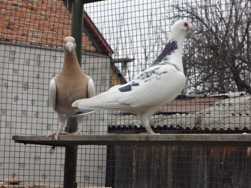  - 08-VOIAJORI STIL VECHI 2023