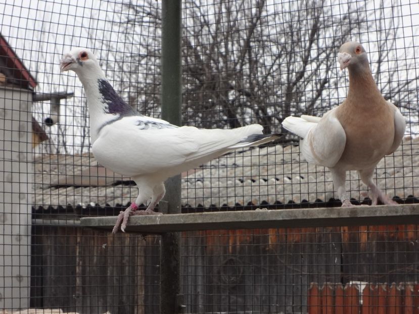  - 08-VOIAJORI STIL VECHI 2023