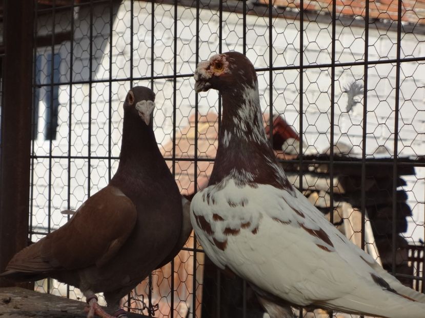 PERECHEA 19.-MASCULUL  A MURIT. ERA DIN 2015. - 08-VOIAJORI STIL VECHI 2023