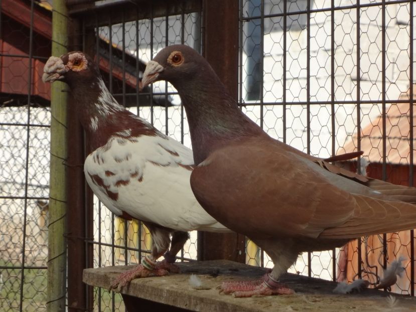  - 08-VOIAJORI STIL VECHI 2023