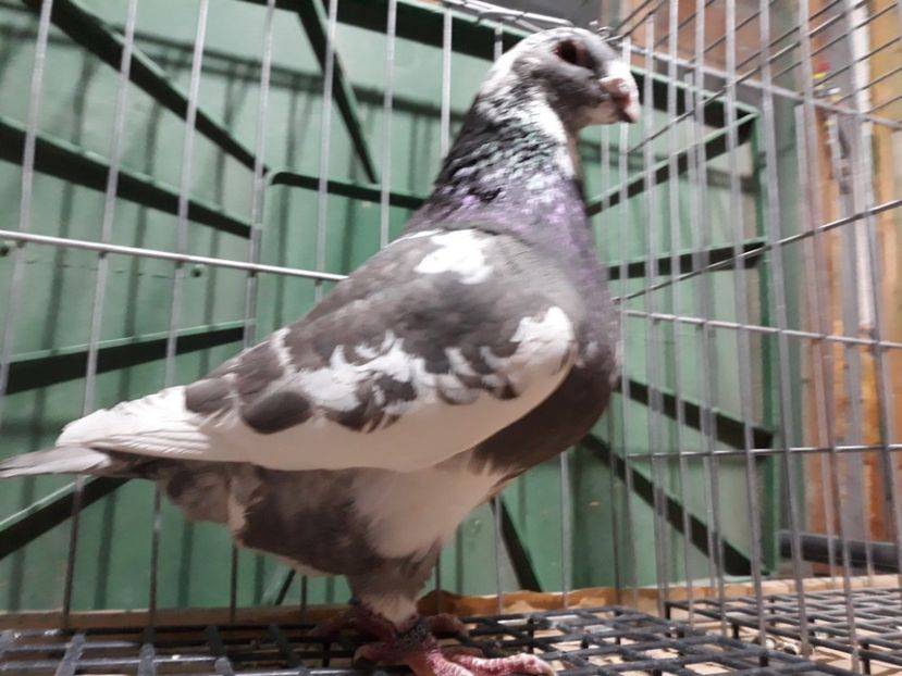 20230309_194257[1] - Amintiri