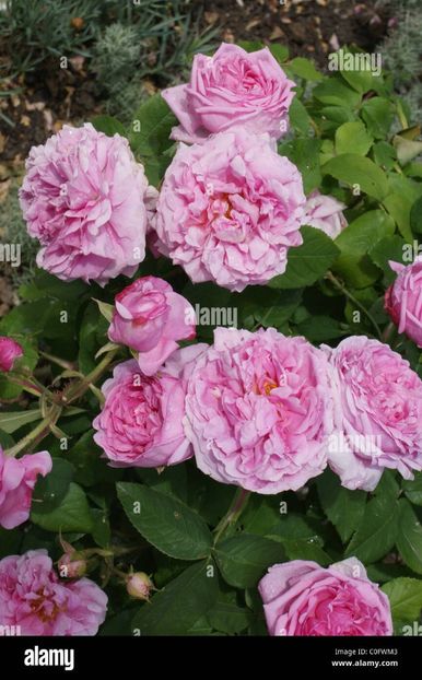 Jacques Cartier  foarte parfumat - G Trandafiri de vanzare