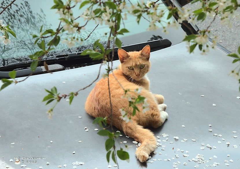 w-23-Cat 2-7532 - --- PISICI si CAINI - CATS AND DOGS