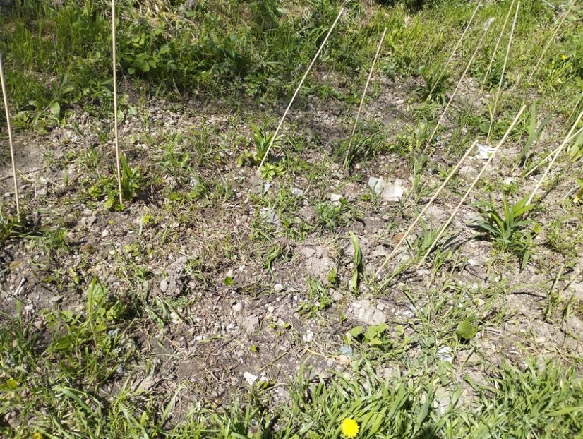  - Gradina 2023